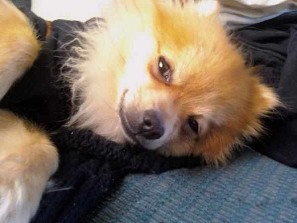 /Images/uploads/Humane Society of Utah/HSUCalendar/entries/855thumb.jpg